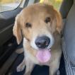 Doug, Golden Retriever