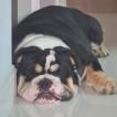 T-Bone, Bouledogue Anglais