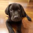 Zośka, Labrador Retriever
