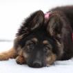 Scarlett Amicalement Loup, Berger Allemand