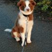Tina, Border Collie