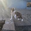 Bentley, American Staffordshire Terrier