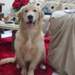 Jake, Golden Retriever