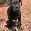 morco, Cane Corso