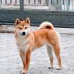Tenshi, Shiba Inu