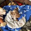 Horus, Dachshund (Pelo Largo)