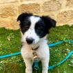 Sushi, Border Collie