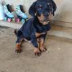 Pilo, Rottweiler