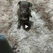 Mel, Pinscher (Alemán)