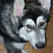 Sirius, Malamute
