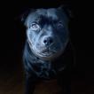 Schelby, Staffordshire Bull Terrier