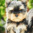 KEAMY CHRISSY ALDA, Yorkshire Terrier