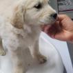 Tara, Golden Retriever
