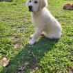 Shadow, Golden Retriever
