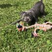 T’Ruby, Staffordshire Bull Terrier