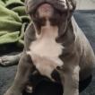 Zeus, Bulldog Francés