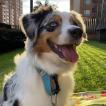 Olivia, Berger Australien
