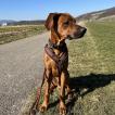 Loki, Rhodesian Ridgeback