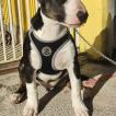 Jupiter, Bull Terrier