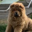 Yoshi, Chow chow