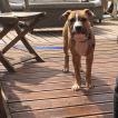 Tyson