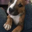 Tyson