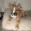 Tyson