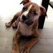 Tyson