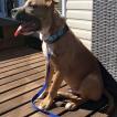 Tyson, American staffordshire terrier