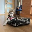 Rambo, Husky Siberiano