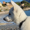 LUPO, Pastore Svizzero Bianco