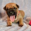 Totoro, Cane Corso