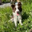 Arturo, Border Collie