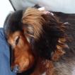Maya, Cocker Spaniel Inglés