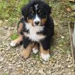 Tania, Bernese Cattle Dogs