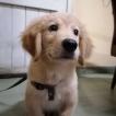 Zeus, Golden Retriever