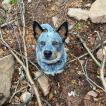 Riggz, Perro australiano del ganado
