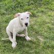Snow, Dogue Argentin