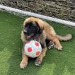 Tigger, Leonberger
