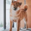 Kyoto, Shiba Inu Japonés