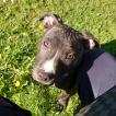 LOKI, Staffordshire Bull Terrier