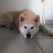 Shiro, Akita Inu
