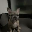 Loki, Bulldog Francés