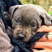 Taïga, Staffordshire Bull Terrier