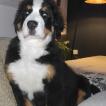 Baloo, Berner Sennenhund