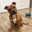 S, Staffordshire Bull Terrier
