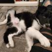 Thor, Border Collie