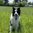 Aidan, Border Collie