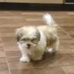 MYLO, Shih Tzu