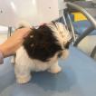 Jady, Shih Tzu